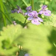 Blühende Zitronenmelisse