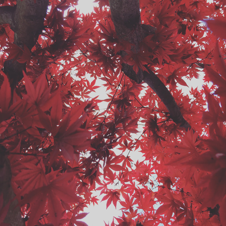 Rote Ahornblätter im Herbst