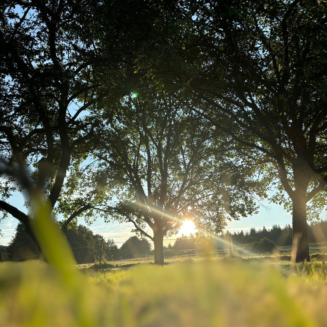 Bäume vor der aufgehenden Morgensonne in Burgund